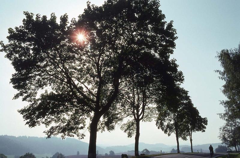 RWT 0386 382-11 Czech Sunburst.jpg